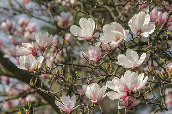 Closeup photo of Magnolia flowers
