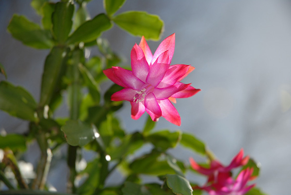 Closeup shot of Christmas cactus flower