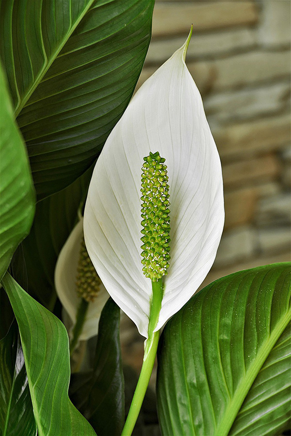 Closeup shot of Peace Lily plant