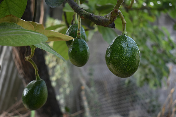 Closeup shot of avocado fruits hanging on tree