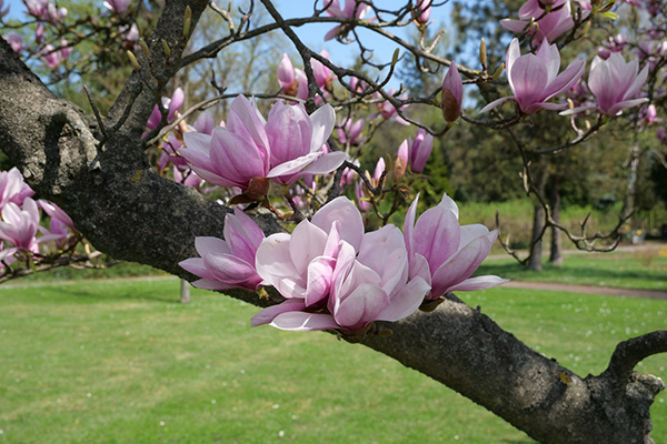 Clusters of pink magnolia flowers in full bloom adorn the sturdy branches of a magnolia tree