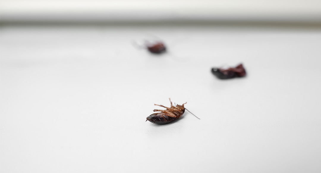 Dead cockroaches on white floor