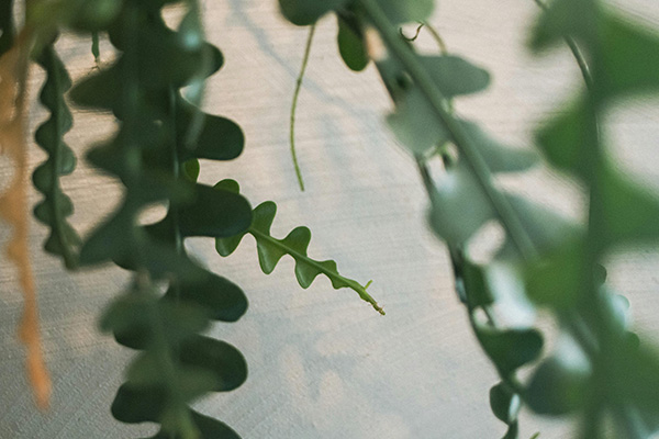 Fishbone Cactus closeup shot