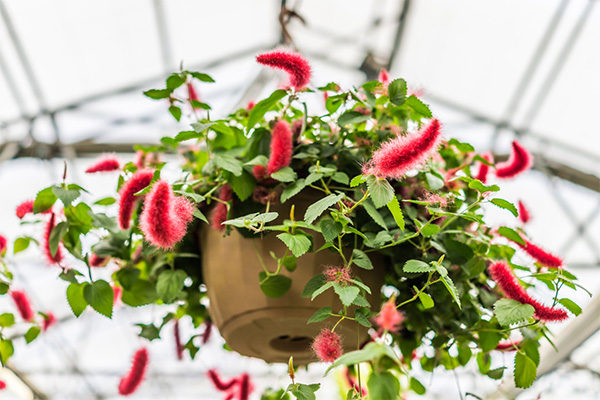 Hanging Chenille Plant