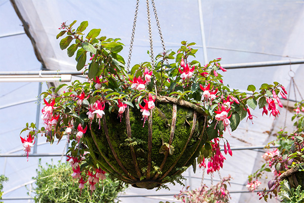 Hanging Fuchsia