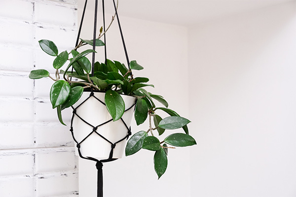 Hoya in white hanging planter