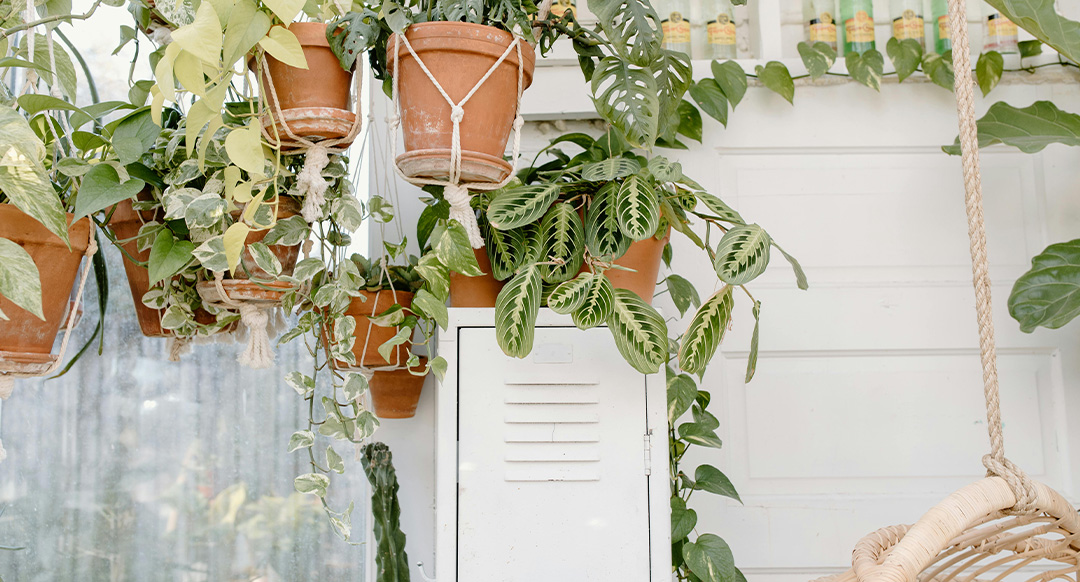 Indoor Hanging Plants And Care Tips