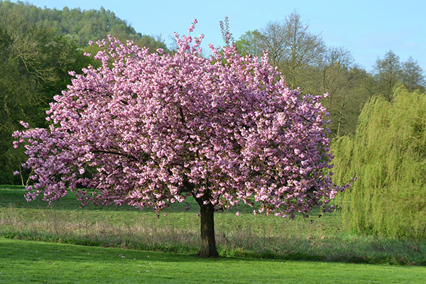Magnolia in full bloom