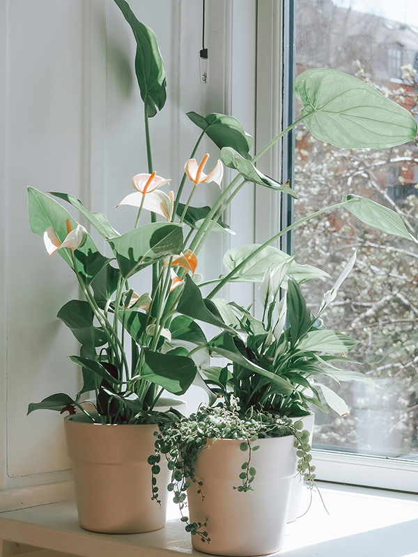 Peace Lilies by the window