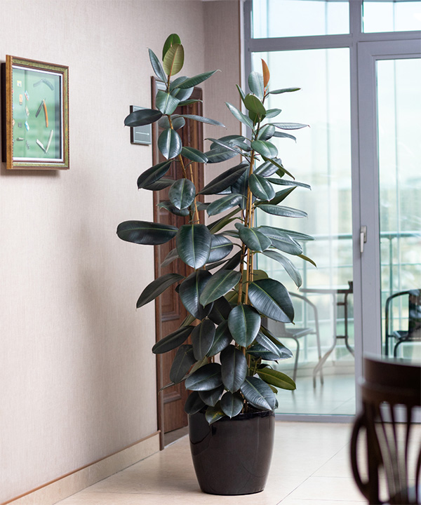 Rubber Plant on brown pot
