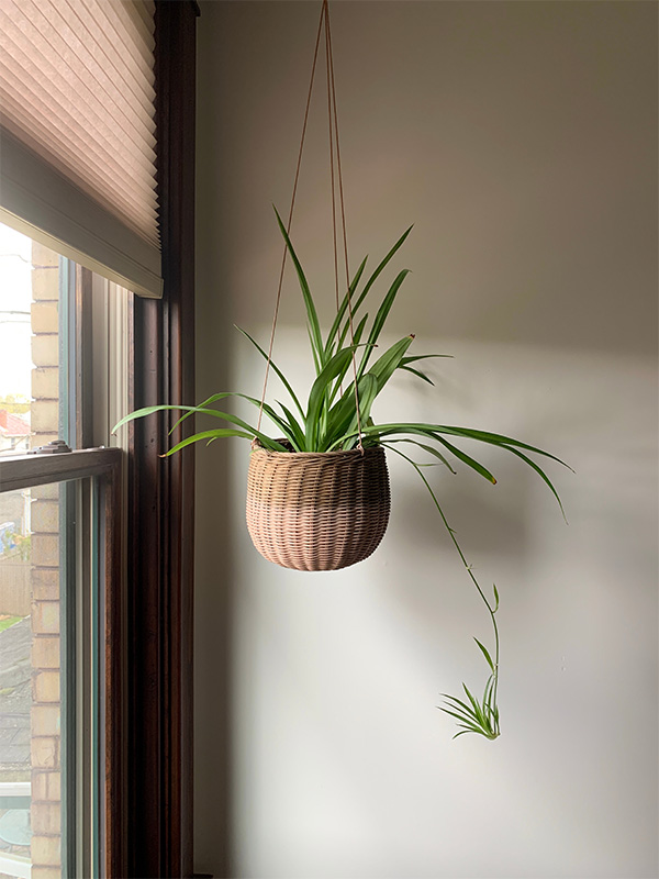 Spider Plant in hanging pot