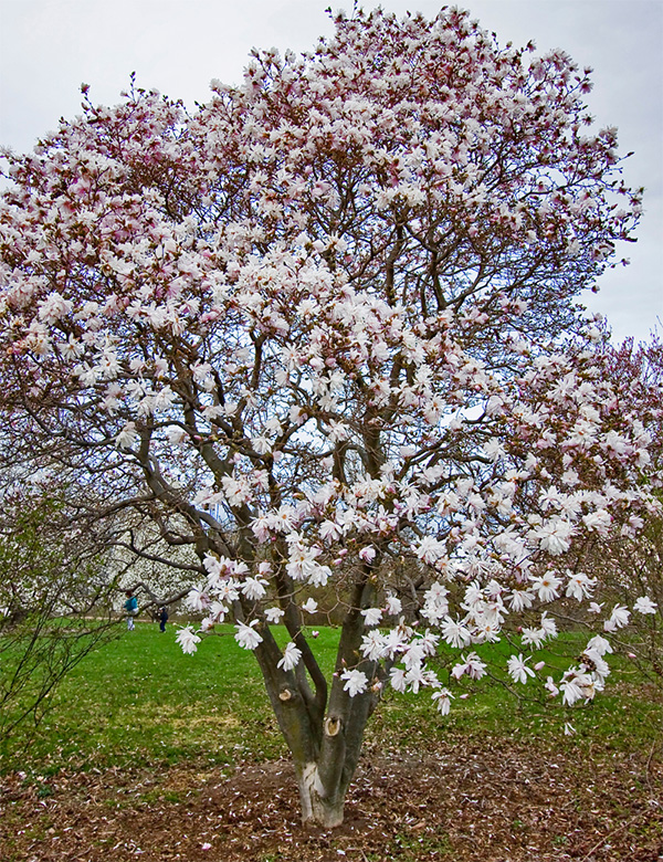 Vertical shot of Magnolia tree